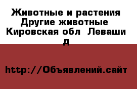 Животные и растения Другие животные. Кировская обл.,Леваши д.